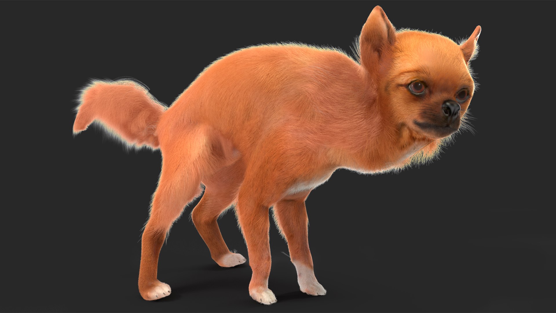 3D Chihuahua Dog Rigged Fur https://p.turbosquid.com/ts-thumb/lr/ShJMHX/N7/chihuahuadogriggedfur3dsmodel013/jpg/1715627952/1920x1080/fit_q87/9600ccf8d2005b71f12f31097b3af8d610f40da0/chihuahuadogriggedfur3dsmodel013.jpg