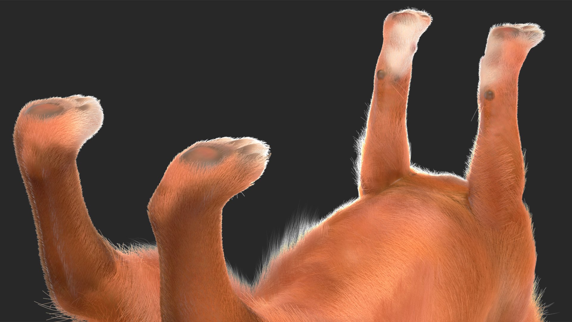 3D Chihuahua Dog Rigged Fur https://p.turbosquid.com/ts-thumb/lr/ShJMHX/Tk/chihuahuadogriggedfur3dsmodel019/jpg/1715627981/1920x1080/fit_q87/e32342153e9a14aa9405ed99ff137362335b7668/chihuahuadogriggedfur3dsmodel019.jpg