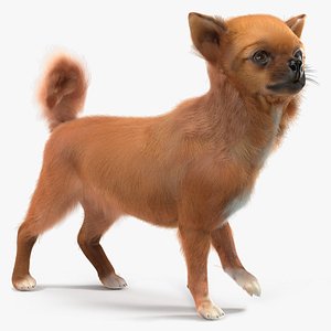 3D Chihuahua Dog Rigged Fur