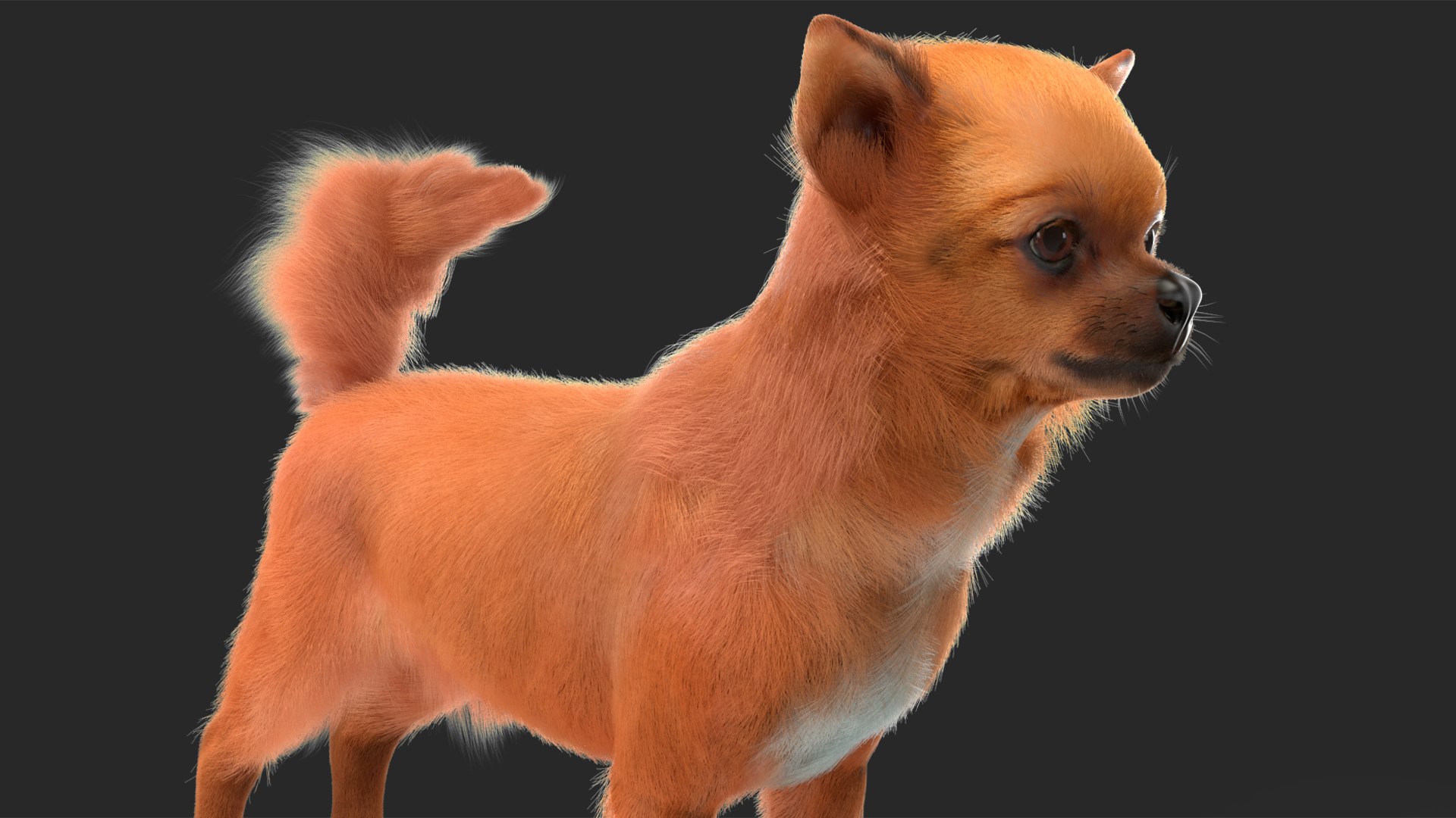3D Chihuahua Dog Rigged Fur https://p.turbosquid.com/ts-thumb/lr/ShJMHX/b0/chihuahuadogriggedfur3dsmodel020/jpg/1715627986/1920x1080/fit_q87/5b8656af971ff93d22660c4c98c23a142c8ee0af/chihuahuadogriggedfur3dsmodel020.jpg