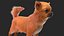 Chihuahua Dog Rigged Fur