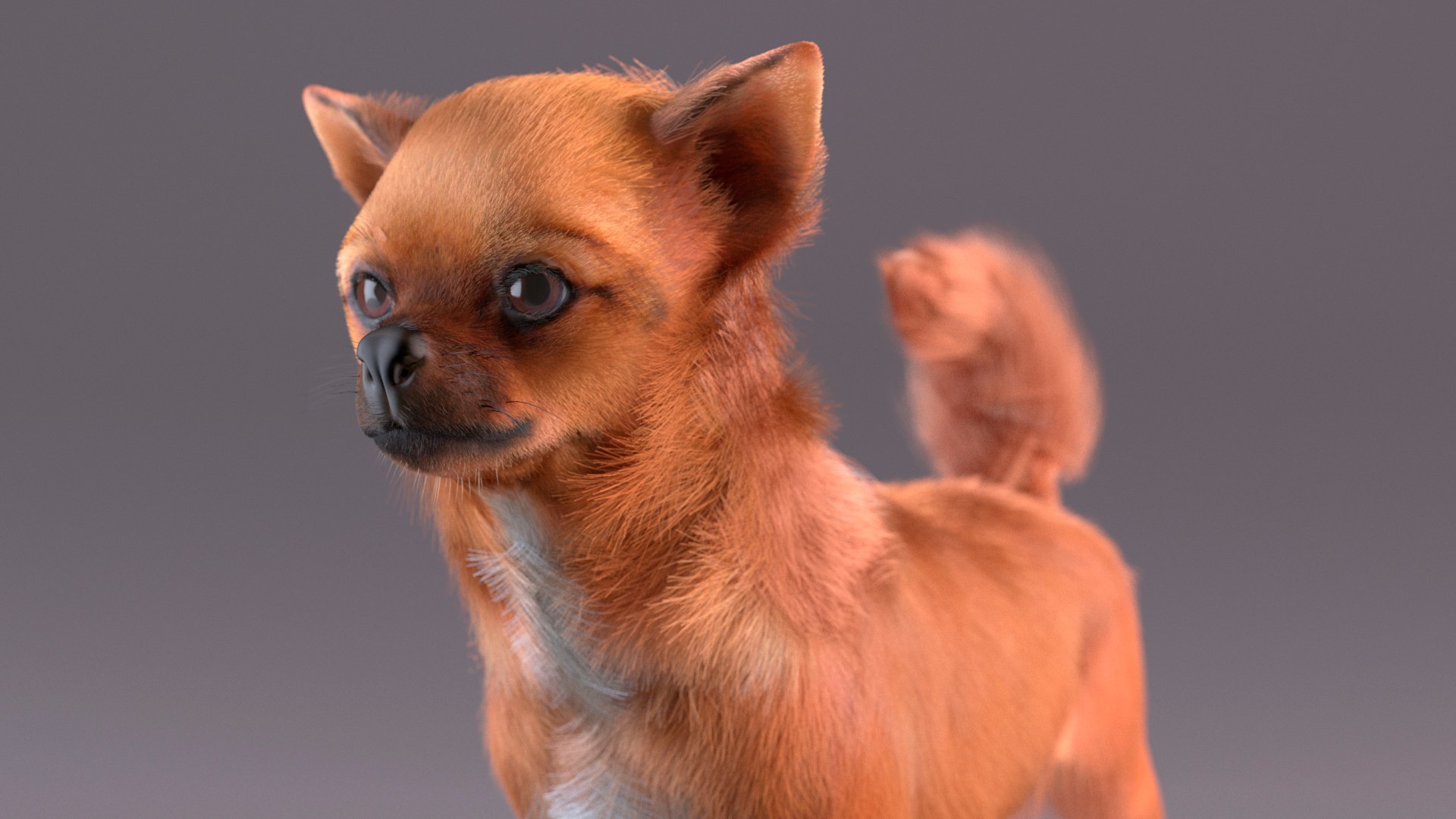 3D Chihuahua Dog Rigged Fur https://p.turbosquid.com/ts-thumb/lr/ShJMHX/dH/chihuahuadogriggedfur3dsmodel011/jpg/1715627942/1920x1080/fit_q87/99758536b79350ff0534e6e2013b2ef041ee5dd4/chihuahuadogriggedfur3dsmodel011.jpg