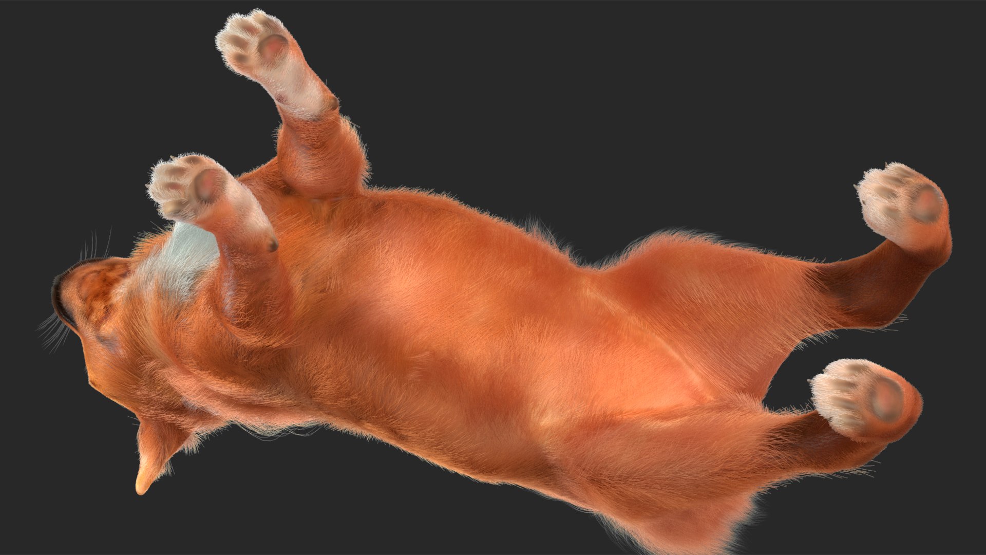 3D Chihuahua Dog Rigged Fur https://p.turbosquid.com/ts-thumb/lr/ShJMHX/el/chihuahuadogriggedfur3dsmodel018/jpg/1715627976/1920x1080/fit_q87/4df1eea65f7303b705d5056b9bf9bd583ce89f1e/chihuahuadogriggedfur3dsmodel018.jpg