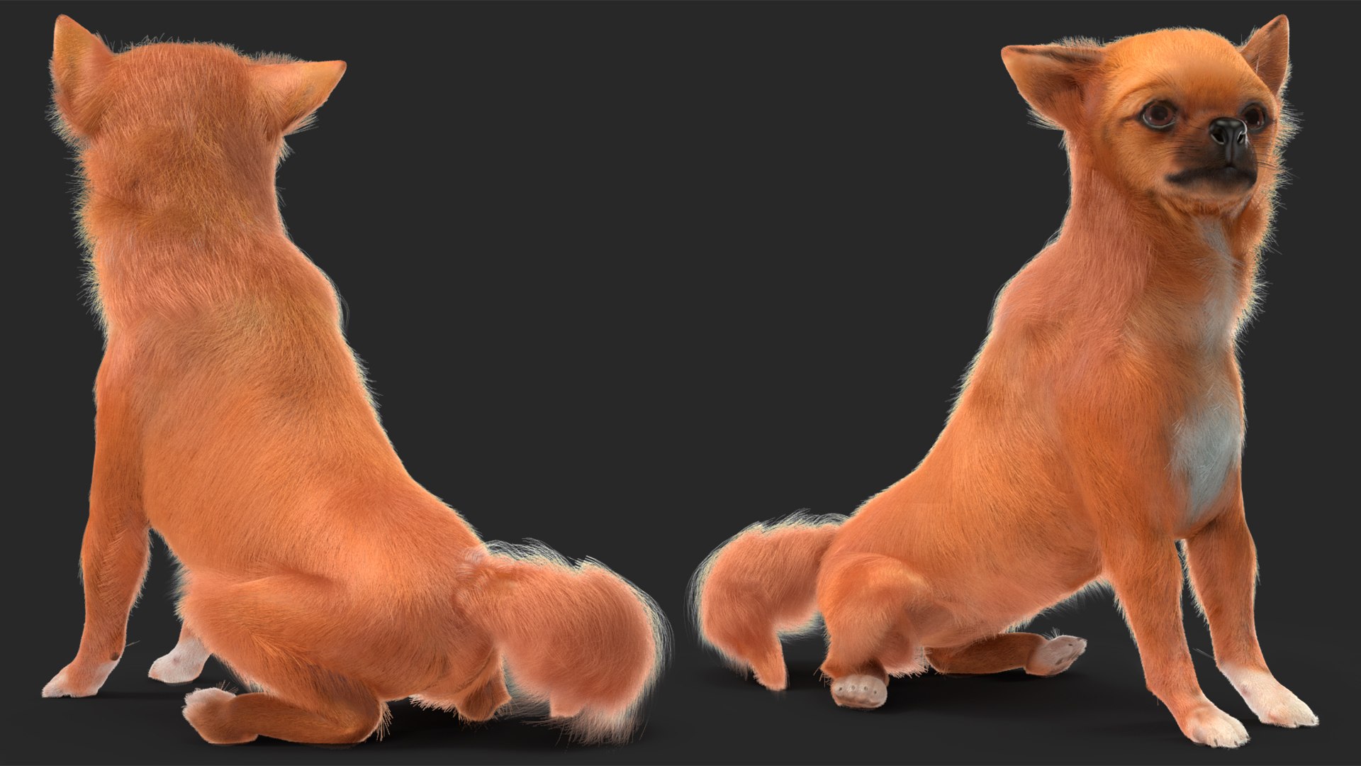 3D Chihuahua Dog Rigged Fur https://p.turbosquid.com/ts-thumb/lr/ShJMHX/m1/chihuahuadogriggedfur3dsmodel016/jpg/1715627967/1920x1080/fit_q87/70f4302aad364145afa313a55675c3367a677c36/chihuahuadogriggedfur3dsmodel016.jpg