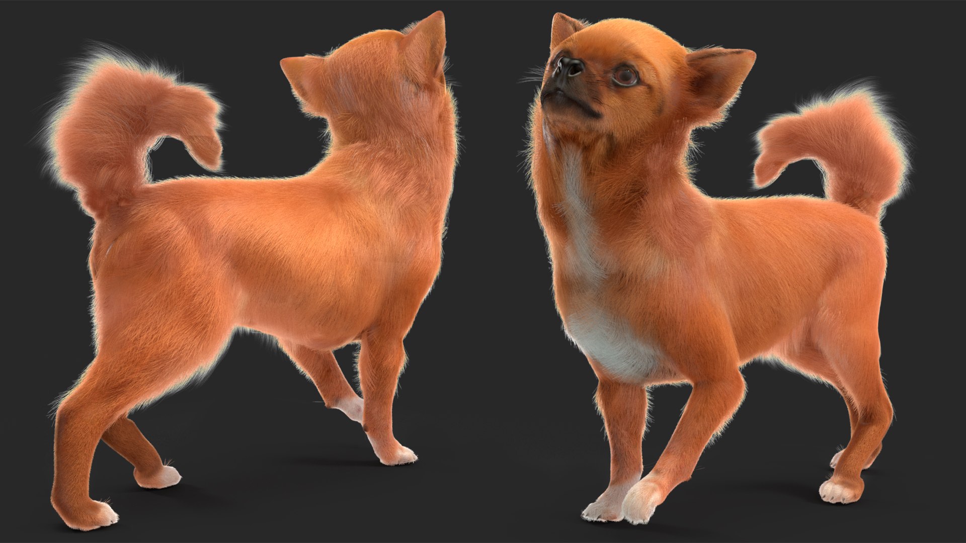 3D Chihuahua Dog Rigged Fur https://p.turbosquid.com/ts-thumb/lr/ShJMHX/rg/chihuahuadogriggedfur3dsmodel015/jpg/1715627962/1920x1080/fit_q87/dafbd5d265348b481a09ffa0dba701d41c974bfb/chihuahuadogriggedfur3dsmodel015.jpg
