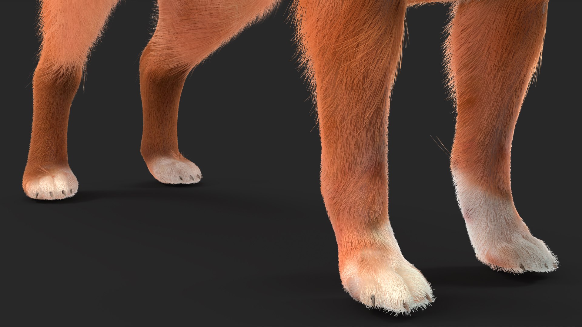 3D Chihuahua Dog Rigged Fur https://p.turbosquid.com/ts-thumb/lr/ShJMHX/ri/chihuahuadogriggedfur3dsmodel023/jpg/1715628001/1920x1080/fit_q87/6cd76753eca78ed44782bb278324cd6c81e7e2a9/chihuahuadogriggedfur3dsmodel023.jpg