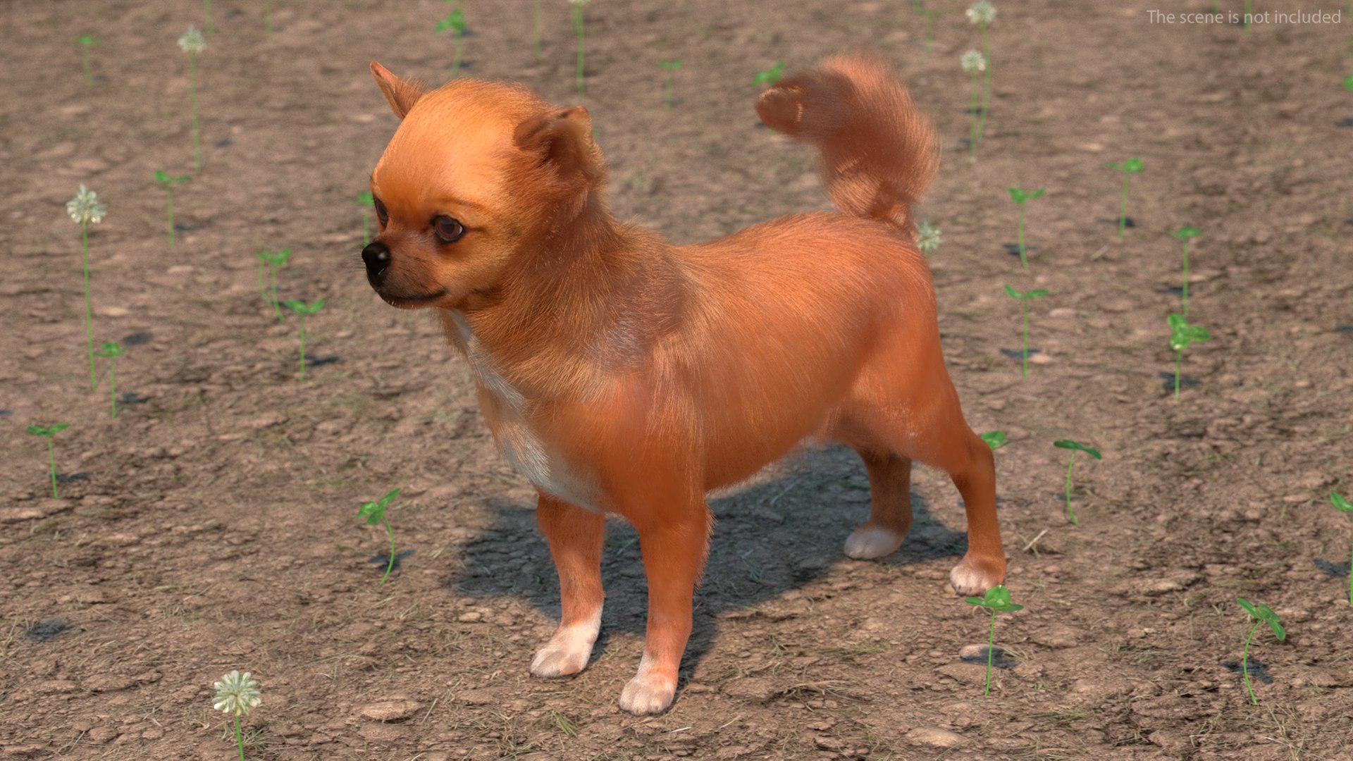 3D Chihuahua Dog Rigged Fur https://p.turbosquid.com/ts-thumb/lr/ShJMHX/wk/chihuahuadogriggedfur3dsmodel004/jpg/1715627899/1920x1080/fit_q87/2f3295cfd1dca57e28ca8abec363789cb5014ceb/chihuahuadogriggedfur3dsmodel004.jpg