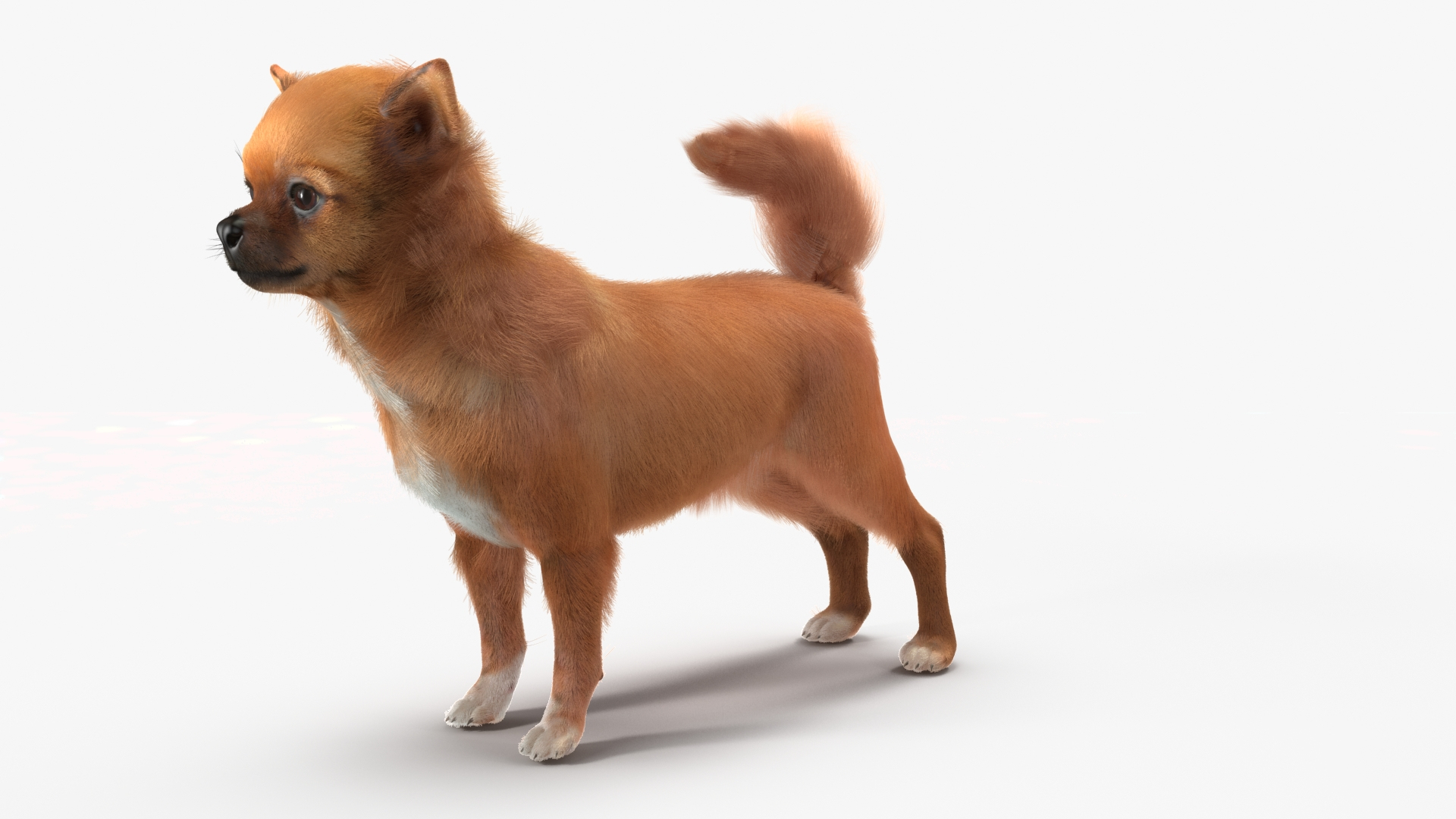 3D Chihuahua Dog Rigged Fur https://p.turbosquid.com/ts-thumb/lr/ShJMHX/x4/chihuahua_dog_rigged_fur_360/jpg/1715626911/1920x1080/turn_fit_q99/6eeca8946a389bdc93ad8c7ddfb005303b6671c0/chihuahua_dog_rigged_fur_360-1.jpg