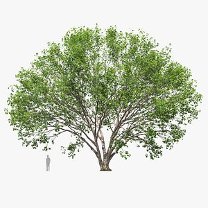 3D Silver maple 02