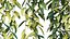 Rampicante per tende Vernonia Elliptica 04