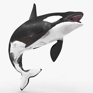 3D killer whale kill model