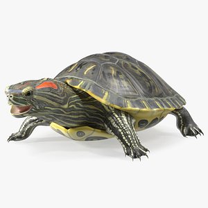 3D Red Eared Slider model