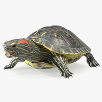 Red Eared Slider