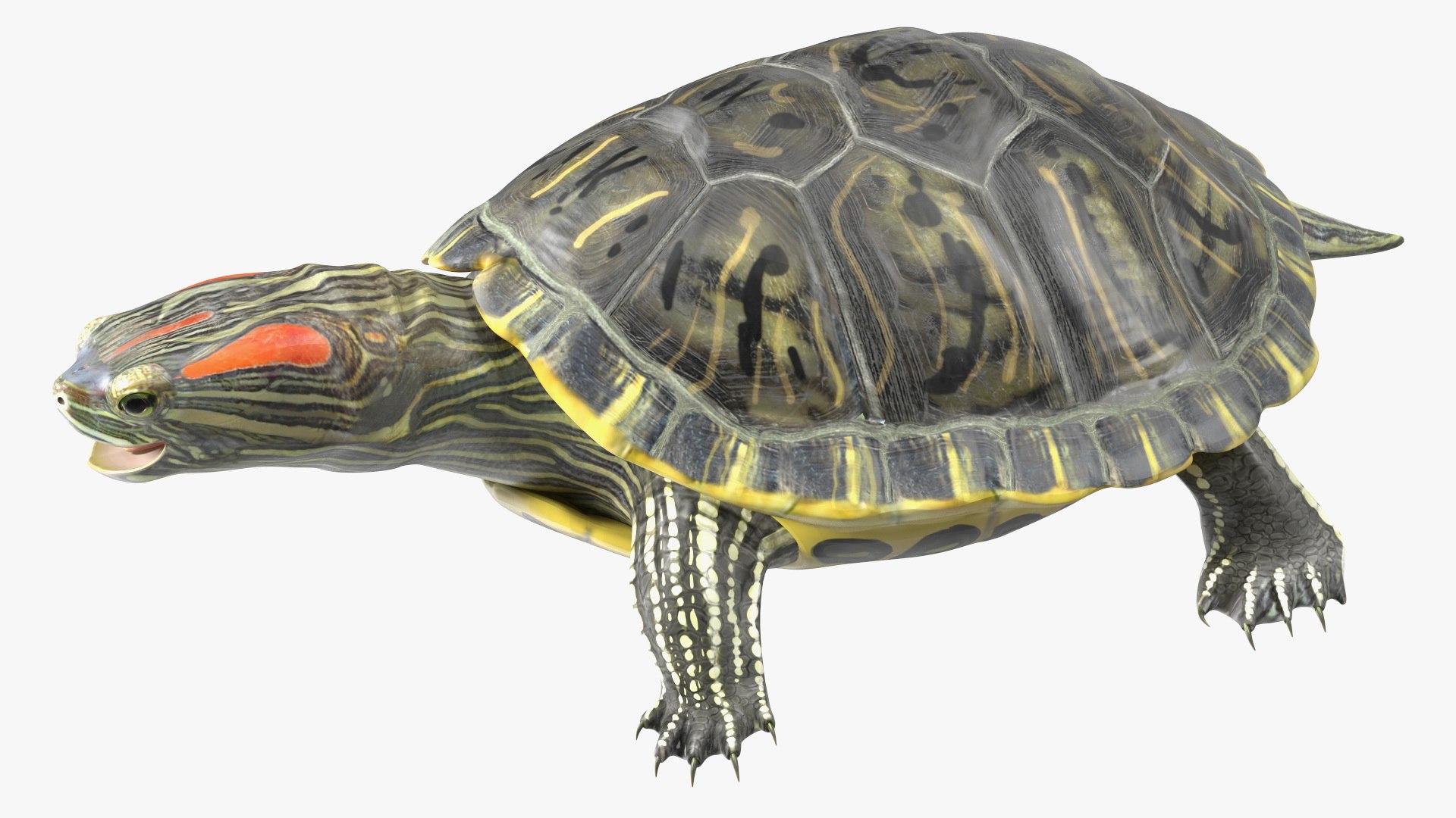 3D Red Eared Slider Model - TurboSquid 2155813