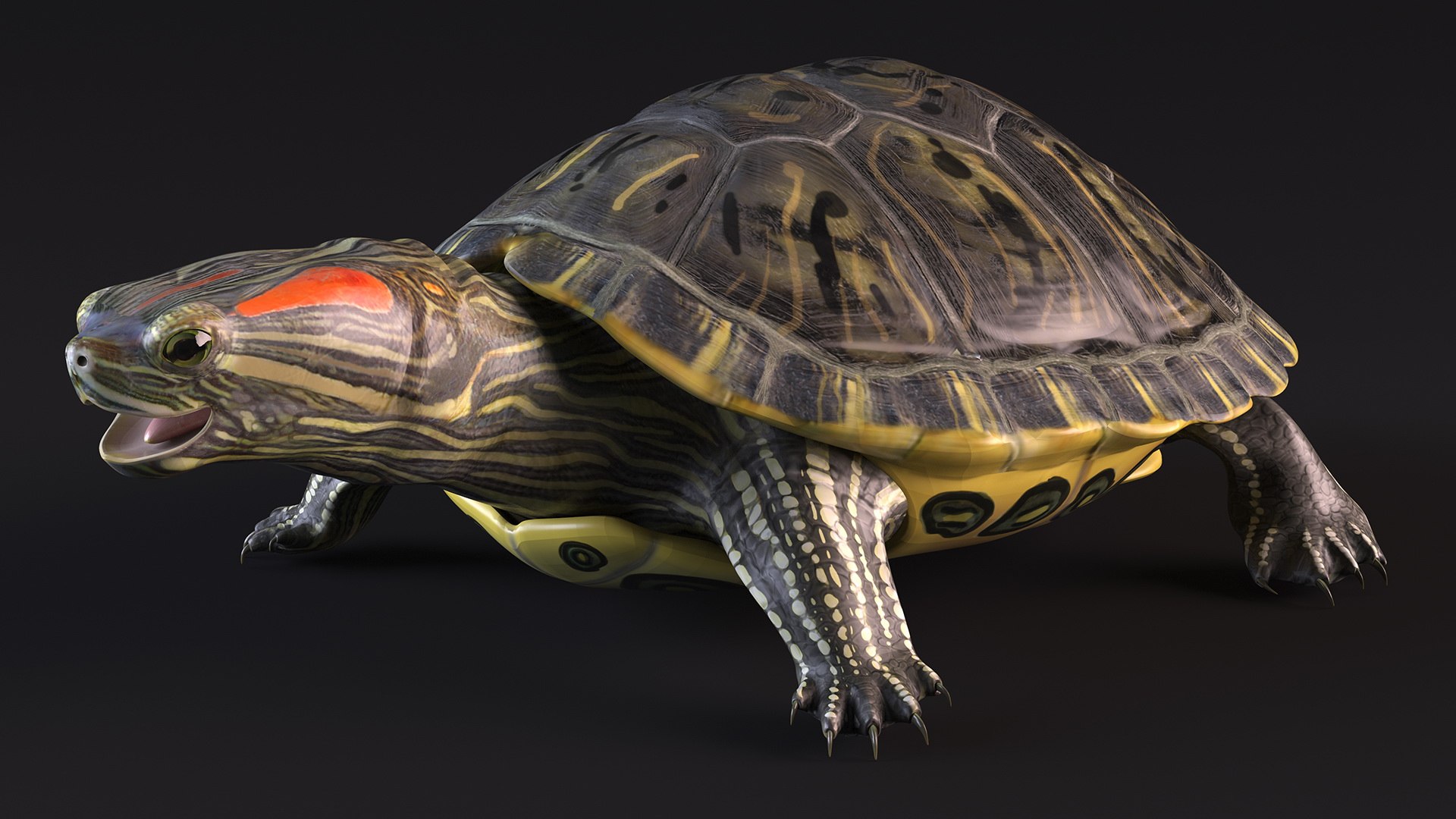 3D Red Eared Slider Model - TurboSquid 2155813