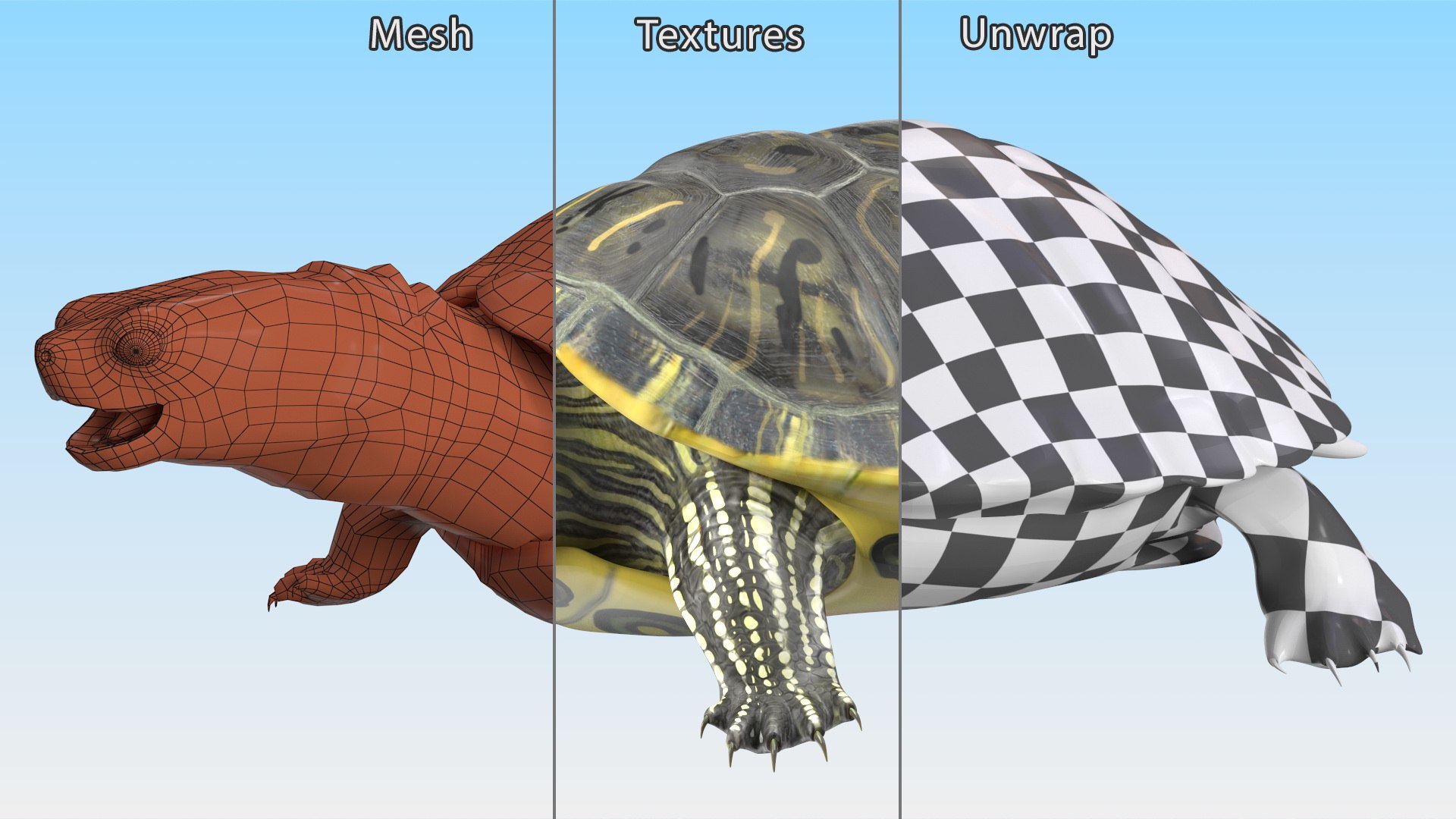 3D Red Eared Slider Model - TurboSquid 2155813