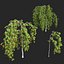 Rowan set 3 - Sorbus aucuparia pendula model