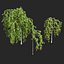 Rowan set 3 - Sorbus aucuparia pendula