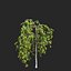 Rowan set 3 - Sorbus aucuparia pendula