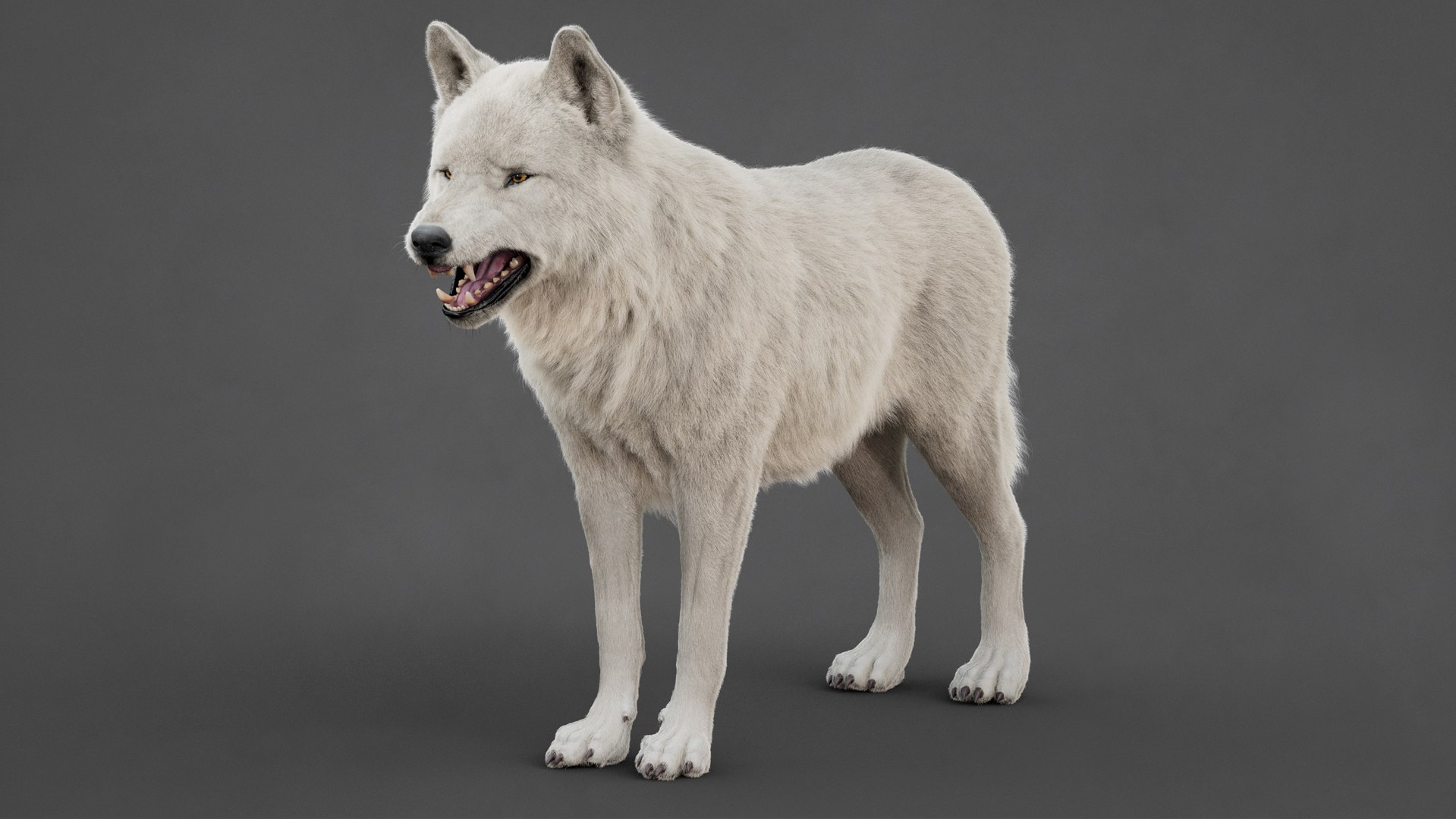 Arctic Wolf Rig XGEN-CORE 3D https://p.turbosquid.com/ts-thumb/lr/i1HRon/De/06/jpg/1754711477/1920x1080/fit_q87/6762b7018b4afe08b0a32f083d70f64f0e2a9f22/06.jpg