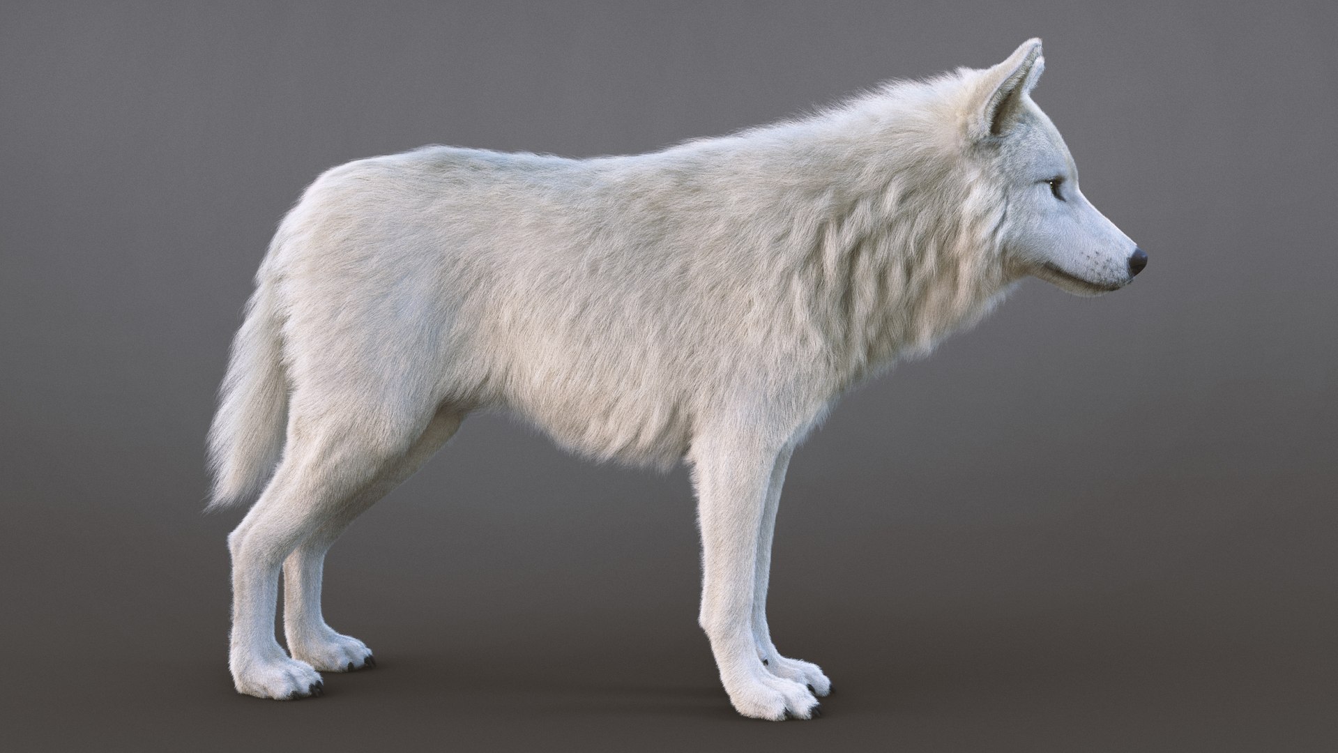 Arctic Wolf Rig XGEN-CORE 3D - TurboSquid 2414414