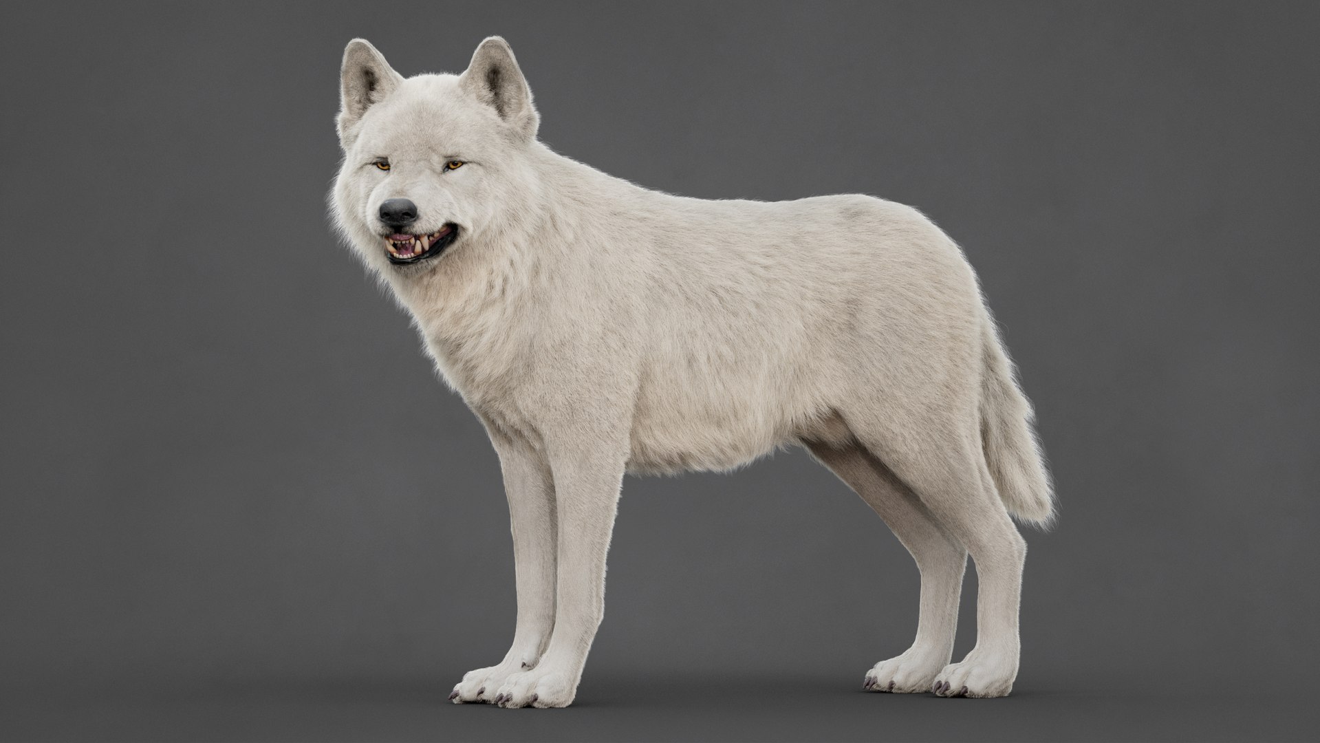 Arctic Wolf Rig XGEN-CORE 3D https://p.turbosquid.com/ts-thumb/lr/i1HRon/QZ/02/jpg/1754711473/1920x1080/fit_q87/b015807129f3b4102907290f182556fa1f49a526/02.jpg