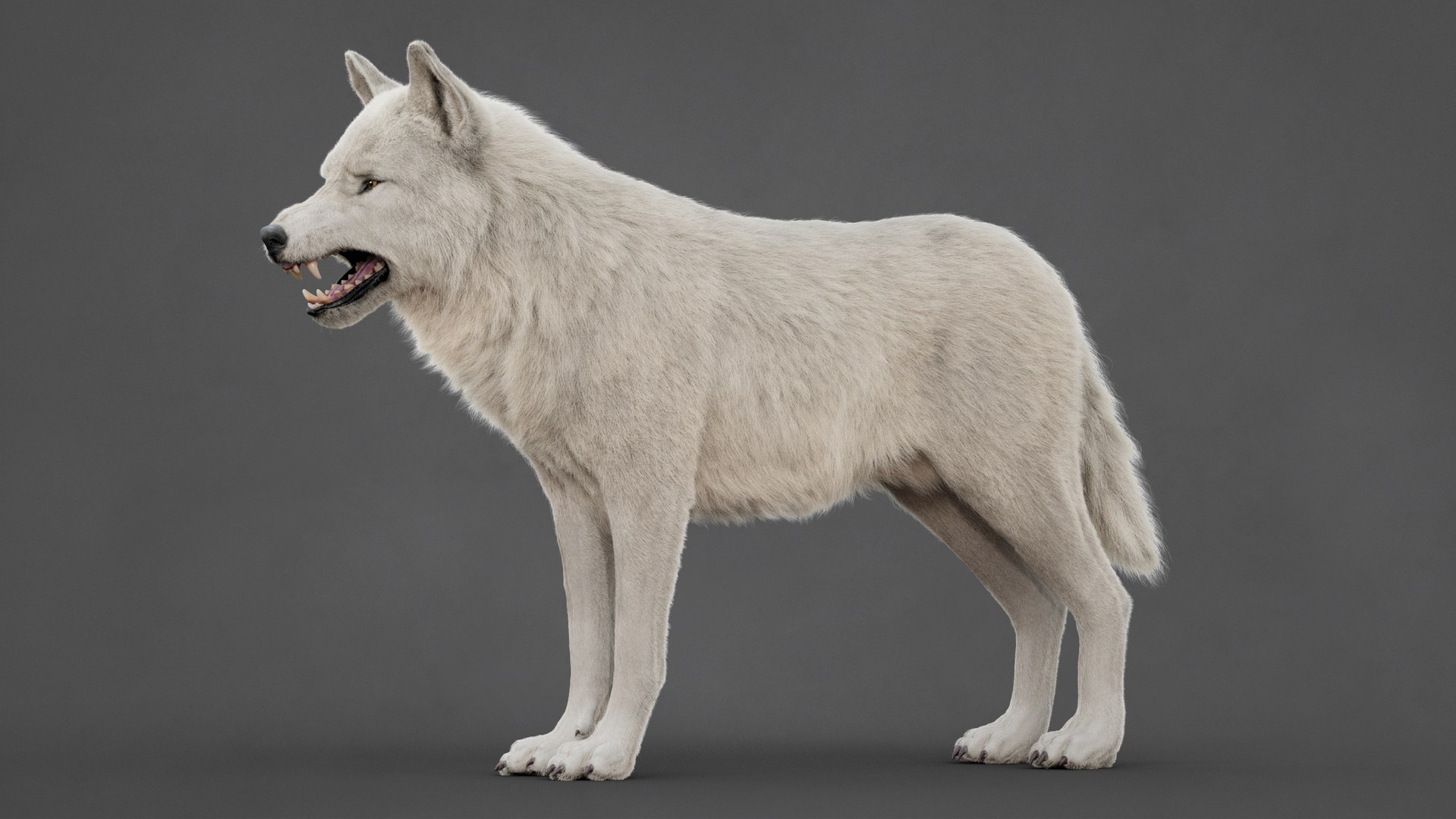 Arctic Wolf Rig XGEN-CORE 3D https://p.turbosquid.com/ts-thumb/lr/i1HRon/dT/04/jpg/1754711475/1920x1080/fit_q87/b92d0022052c533fca36ca9c568315f4256e0c4f/04.jpg