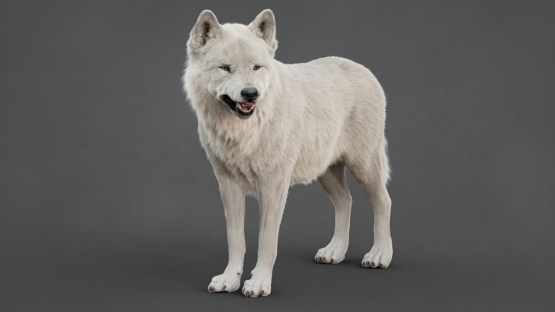 Arctic Wolf Rig XGEN-CORE 3D https://p.turbosquid.com/ts-thumb/lr/i1HRon/eX/07/jpg/1754711481/1920x1080/fit_q87/dff4a0cc9be30af89b9b08320f18913e1221e65c/07.jpg