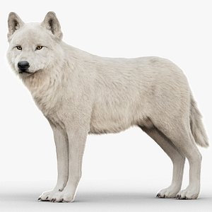 Arctic Wolf Rig XGEN-CORE 3D
