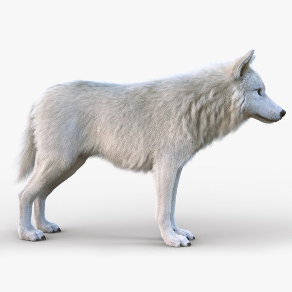 3D модель Arctic Wolf Rig XGEN-CORE - TurboSquid 2414414
