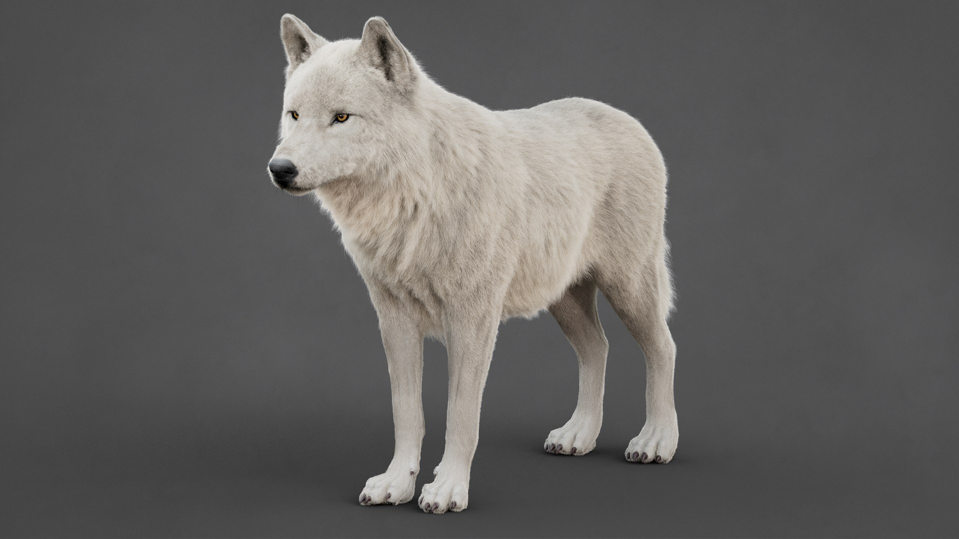 Arctic Wolf Rig XGEN-CORE 3D https://p.turbosquid.com/ts-thumb/lr/i1HRon/ln/05/jpg/1754711476/1920x1080/fit_q87/63338667fd4d5ae236f2e2d487d7de3c4937d362/05.jpg