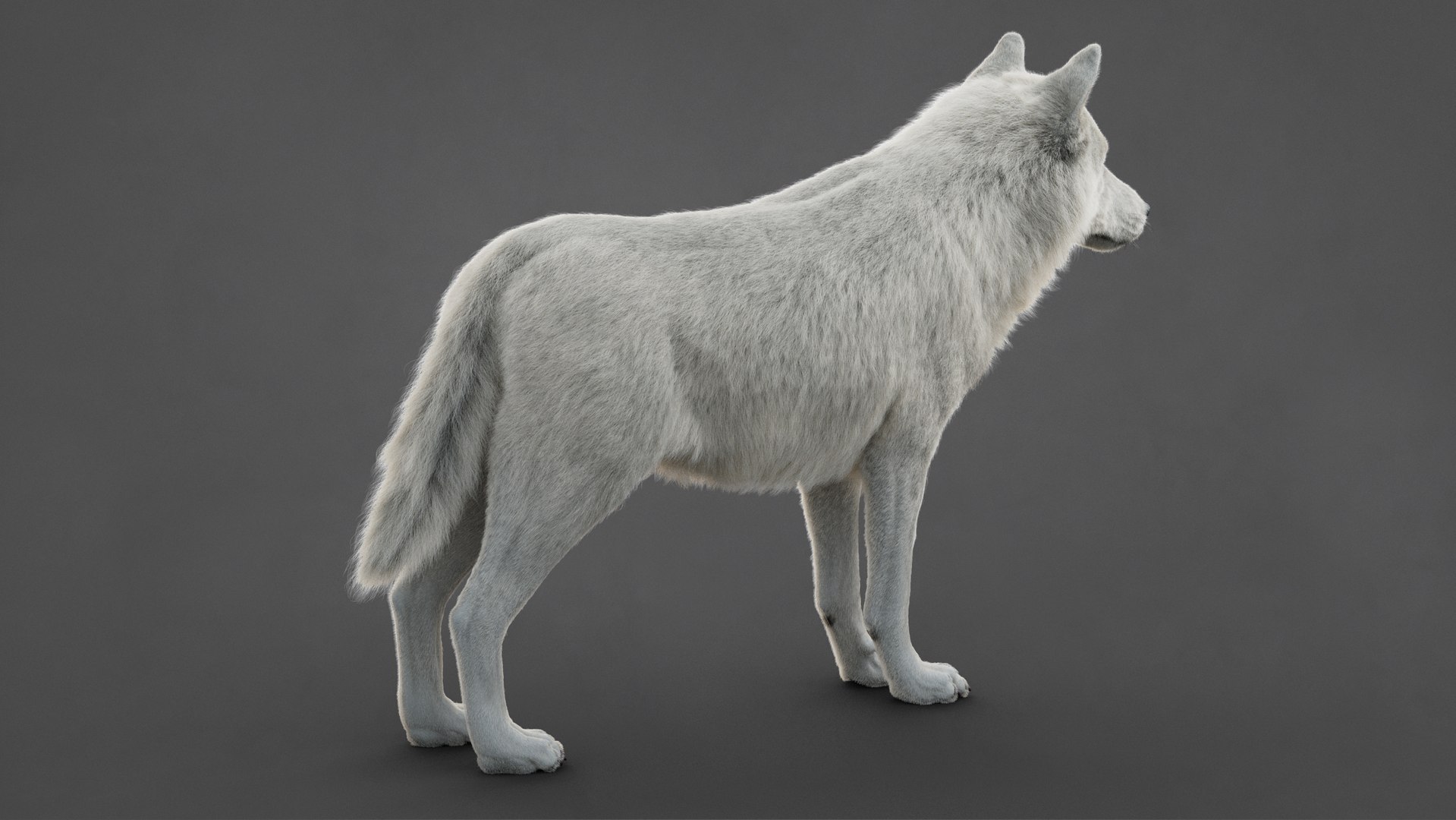 Arctic Wolf Rig XGEN-CORE 3D https://p.turbosquid.com/ts-thumb/lr/i1HRon/uo/10/jpg/1754711484/1920x1080/fit_q87/2e2d36556f88ef05c3729216d734e5311497e22b/10.jpg