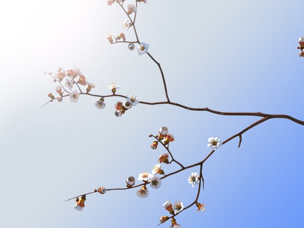 maya branch apricots tree