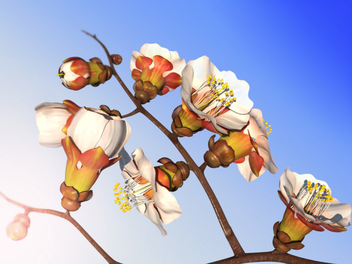 Maya Branch Apricots Tree