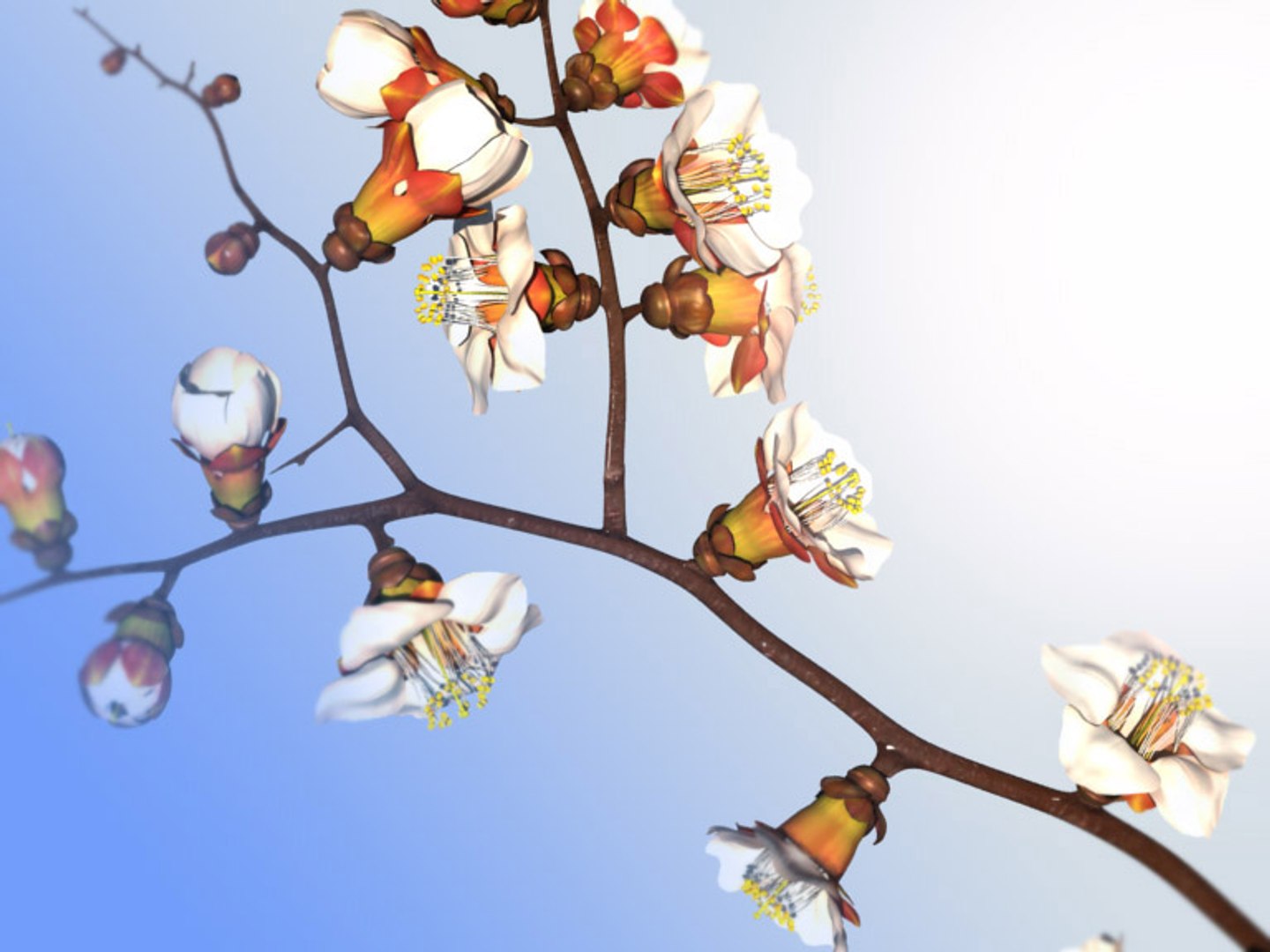 Maya Branch Apricots Tree