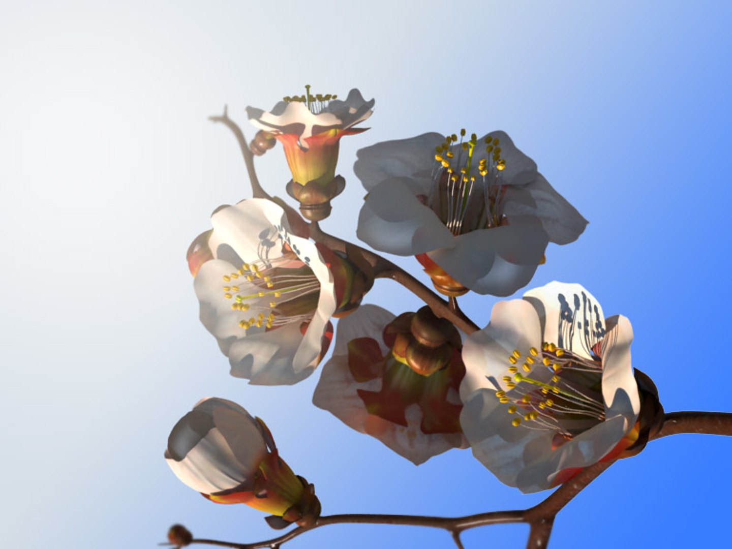 Maya Branch Apricots Tree