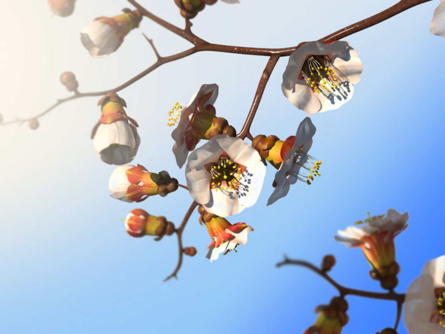 Maya Branch Apricots Tree