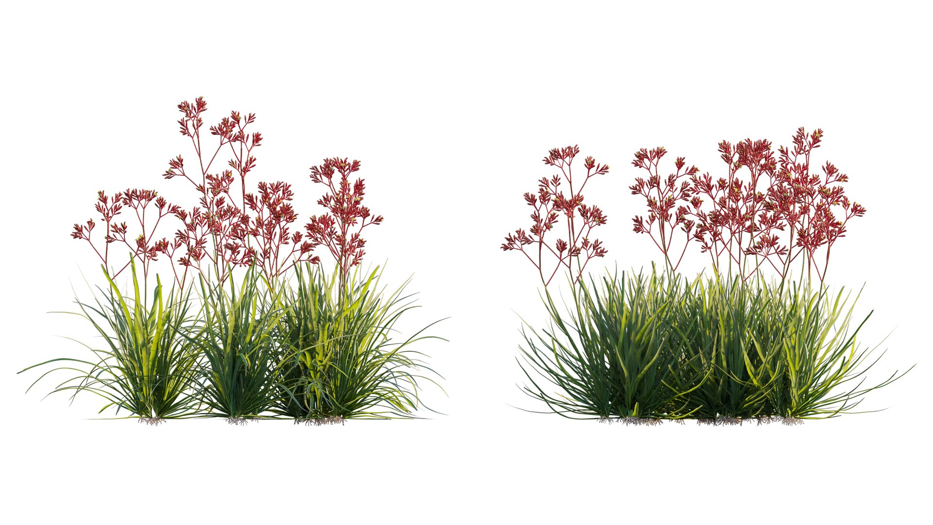 Grow FX - Anigozanthos flavidus - Kangaroo Paw 04 3D model https://p.turbosquid.com/ts-thumb/lr/km1qaQ/5a/3dtree_anigozanthosflavidus_04_08/jpg/1791363348/1920x1080/fit_q87/bcf770dd288fc635ece1375837db5c68f20f90a5/3dtree_anigozanthosflavidus_04_08.jpg