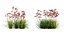 Grow FX - Anigozanthos flavidus - Kangaroo Paw 04
