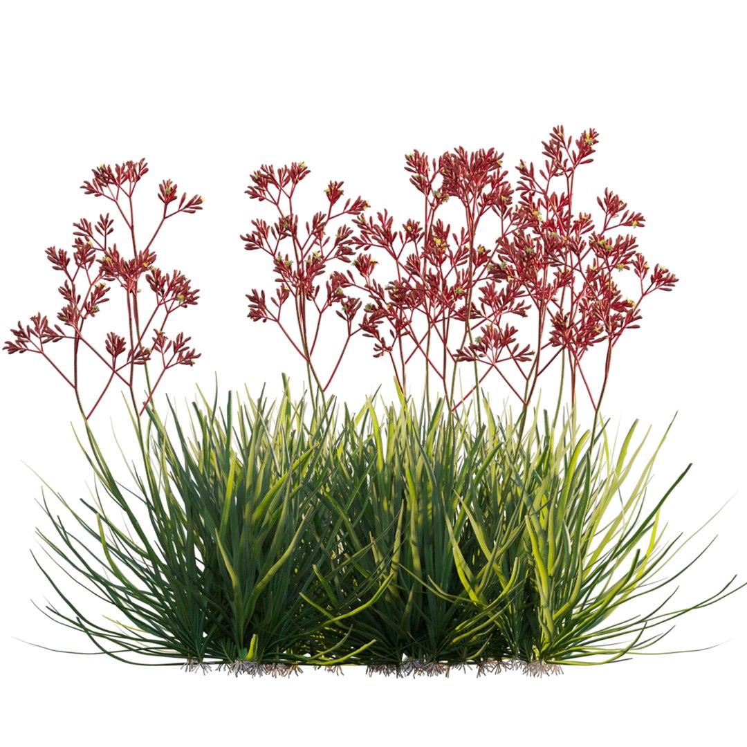 Grow FX - Anigozanthos flavidus - Kangaroo Paw 04 3D model https://p.turbosquid.com/ts-thumb/lr/km1qaQ/9q/3dtree_anigozanthosflavidus_04_03/jpg/1791363348/1920x1080/fit_q87/bc875bbf26647d906f470302924dc6f0b14bd221/3dtree_anigozanthosflavidus_04_03.jpg