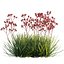 Grow FX - Anigozanthos flavidus - Kangaroo Paw 04