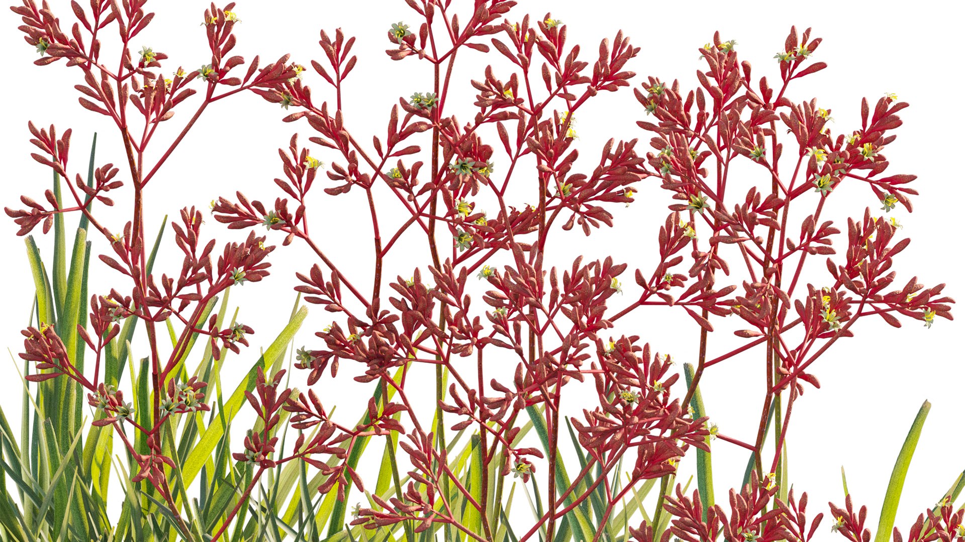 Grow FX - Anigozanthos flavidus - Kangaroo Paw 04 3D model https://p.turbosquid.com/ts-thumb/lr/km1qaQ/N5/3dtree_anigozanthosflavidus_04_10/jpg/1791363350/1920x1080/fit_q87/6ebeeeb48359f664c66d77b27d94194907afe0a9/3dtree_anigozanthosflavidus_04_10.jpg