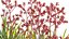 Grow FX - Anigozanthos flavidus - Kangaroo Paw 04