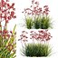 Grow FX - Anigozanthos flavidus - Kangaroo Paw 04