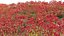 Grow FX - Anigozanthos flavidus - Kangaroo Paw 04