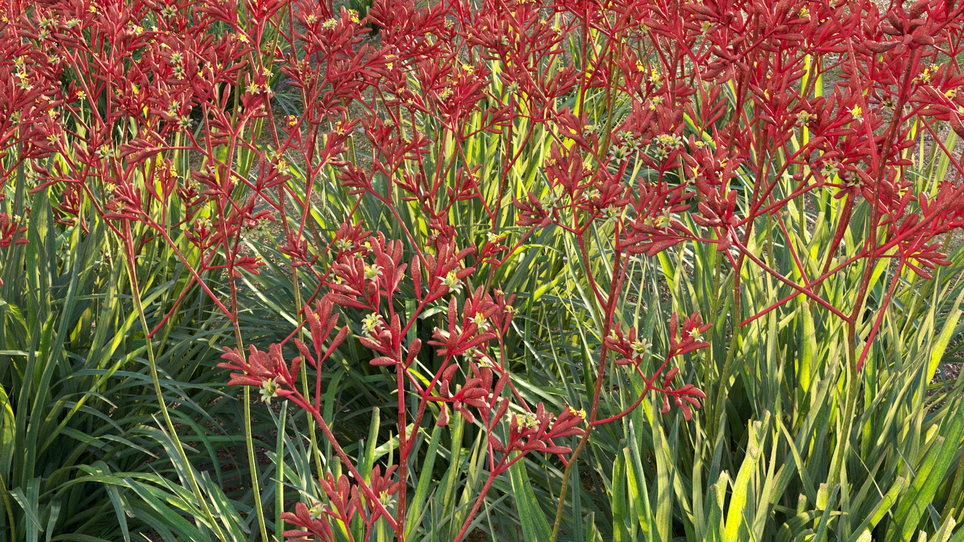 Grow FX - Anigozanthos flavidus - Kangaroo Paw 04 3D model https://p.turbosquid.com/ts-thumb/lr/km1qaQ/fU/3dtree_anigozanthosflavidus_04_13/jpg/1791363351/1920x1080/fit_q87/d1fe3e2e7420b1821799e0d8e9a9f8d657fb5cf6/3dtree_anigozanthosflavidus_04_13.jpg
