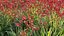 Grow FX - Anigozanthos flavidus - Kangaroo Paw 04