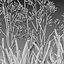 Grow FX - Anigozanthos flavidus - Kangaroo Paw 04