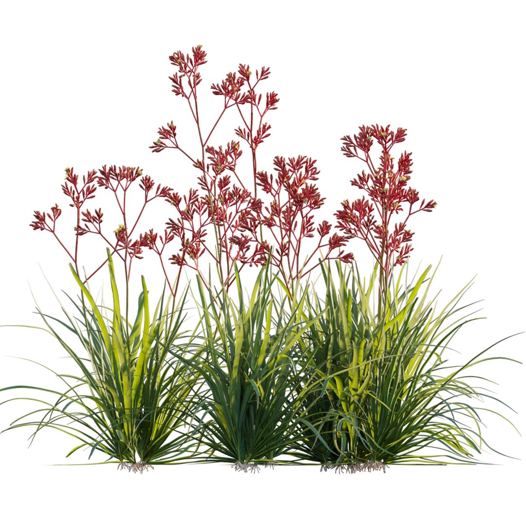 Grow FX - Anigozanthos flavidus - Kangaroo Paw 04 3D model https://p.turbosquid.com/ts-thumb/lr/km1qaQ/lq/3dtree_anigozanthosflavidus_04_02/jpg/1791363347/1920x1080/fit_q87/04a04bad25dcc2d46aa32836eeef348a88397c28/3dtree_anigozanthosflavidus_04_02.jpg