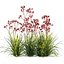 Grow FX - Anigozanthos flavidus - Kangaroo Paw 04